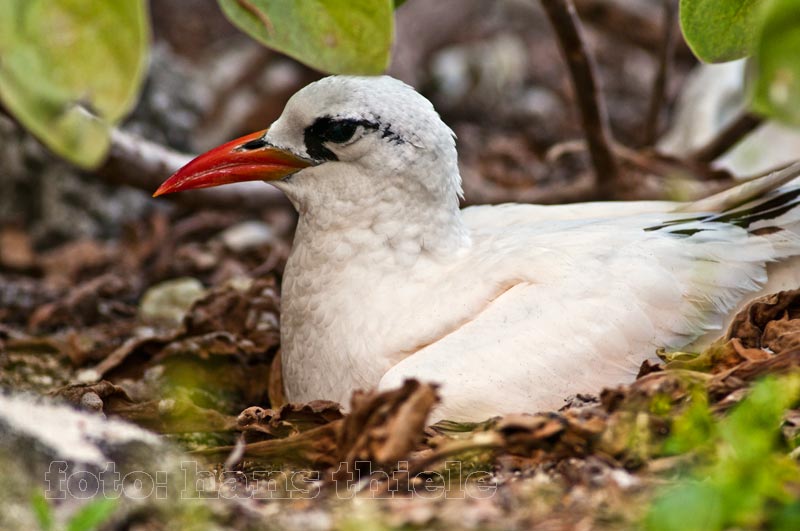 Tropikvogel (Red-tailed Tropicbird - Phaeton rubricauda)