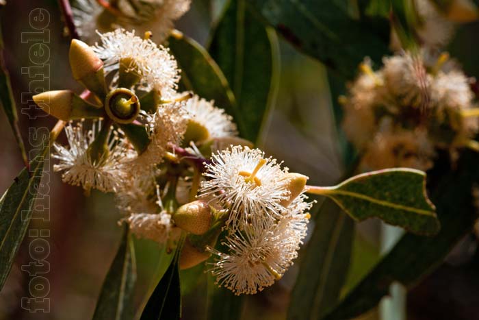 Flusseukalypten (River Red Gums = Eucalyptus camaldulensis, Blüte