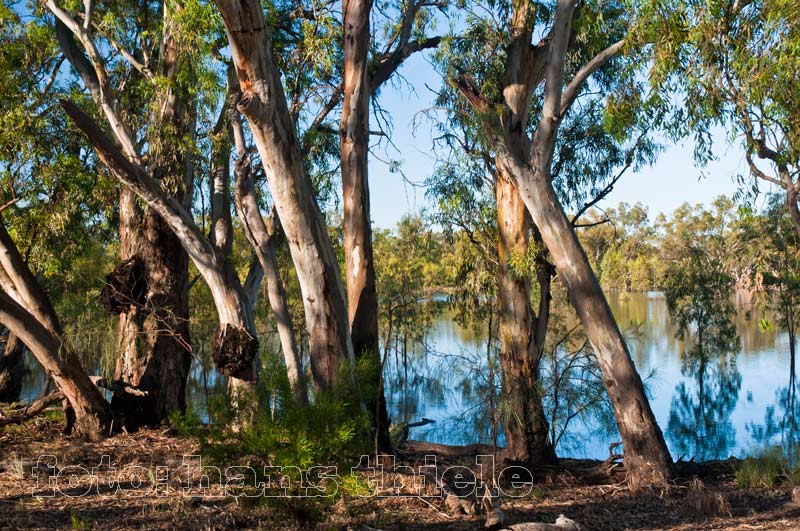 Flusseukalypten (River Red Gums = Eucalyptus camaldulensis im Hattah-Kulkyne NP