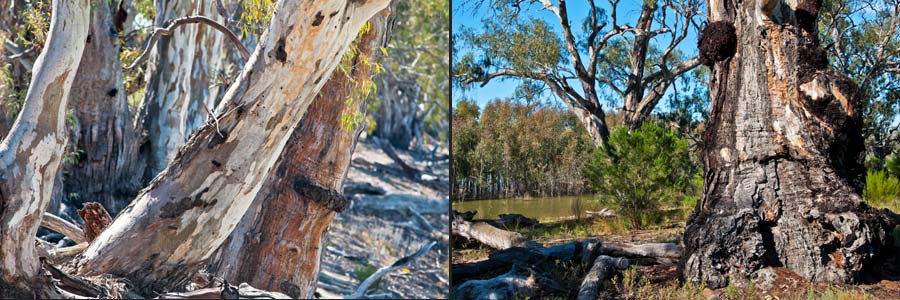 Die Borke von  Flusseukalypten (River Red Gums = Eucalyptus camaldulensis