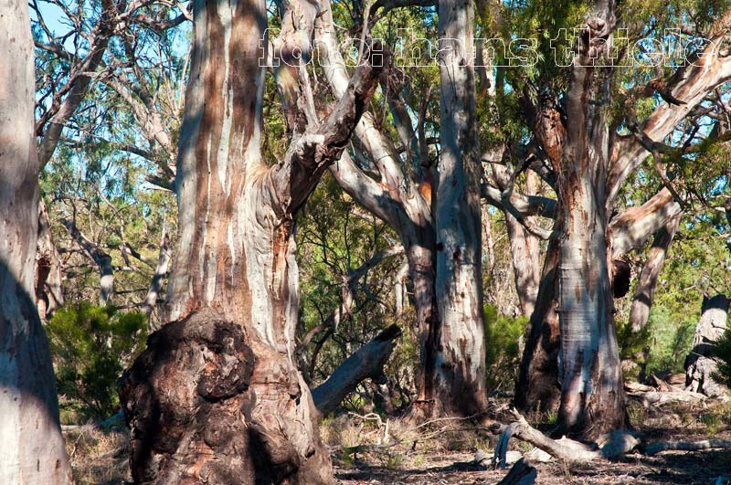 Flusseukalypten (River Red Gums = Eucalyptus camaldulensis) im Hattah-Kulkyne NP