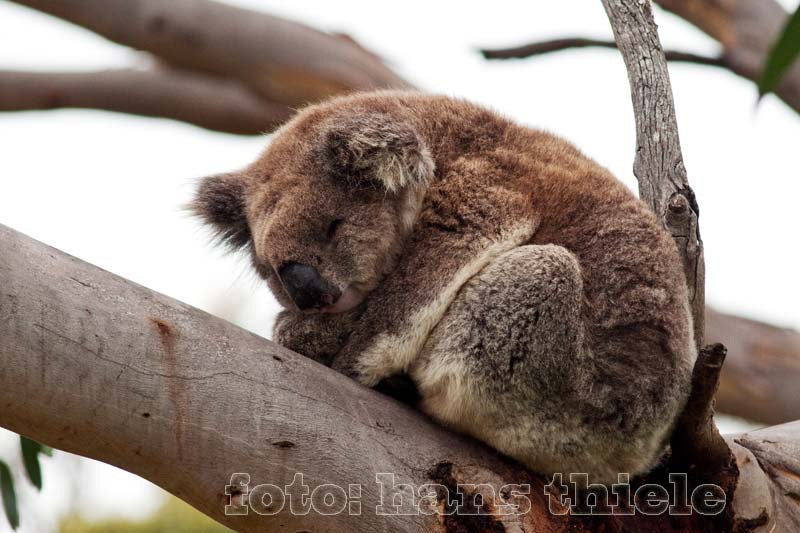 schlafender Koala, Victoria
