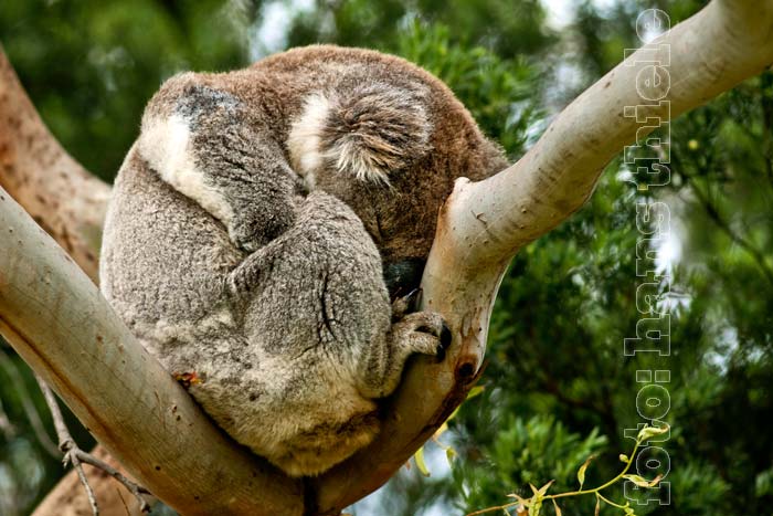 Koala im Otway Np, er spart durch eine lange Schlafdauer Energie