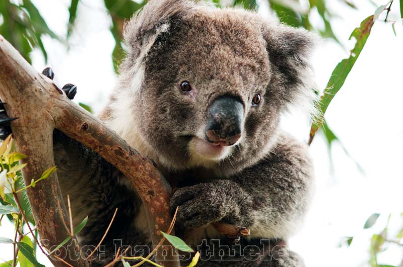 Koala im Otway NP, Victoria
