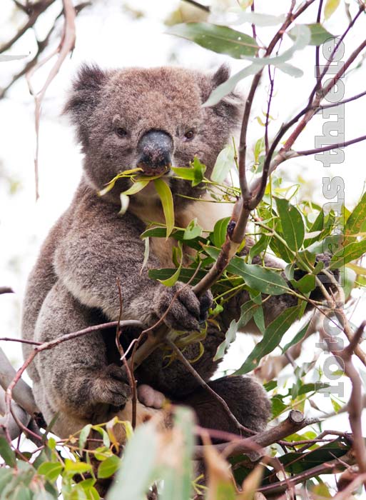 Koala, beim Fressen von Eukalytusblättern