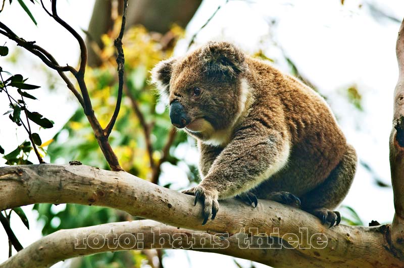 Koala, balanciert auf einem Ast