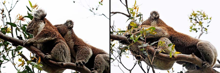 Revierverteidigung eines Koalas