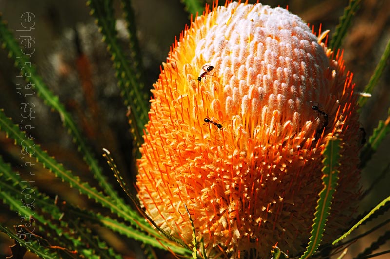 Banksia, ein niedriger Baum in den küstennahen Dünen Westaustraliens