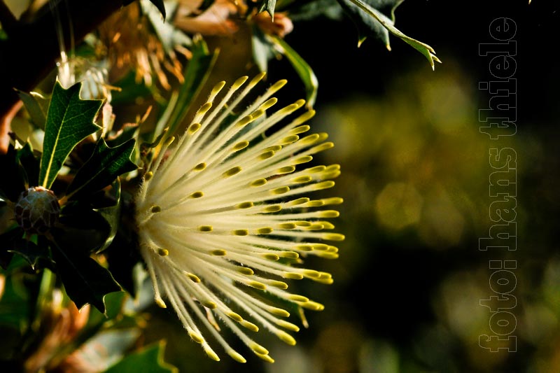 Dryandra, eine Untergruppe der großen Banksia-Gattung