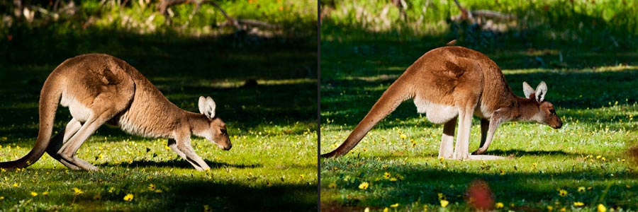 Westliches Riesenkänguru in seiner Bewegungsweise