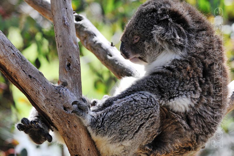 Koalas in einem Freigehege im Yanchep NP