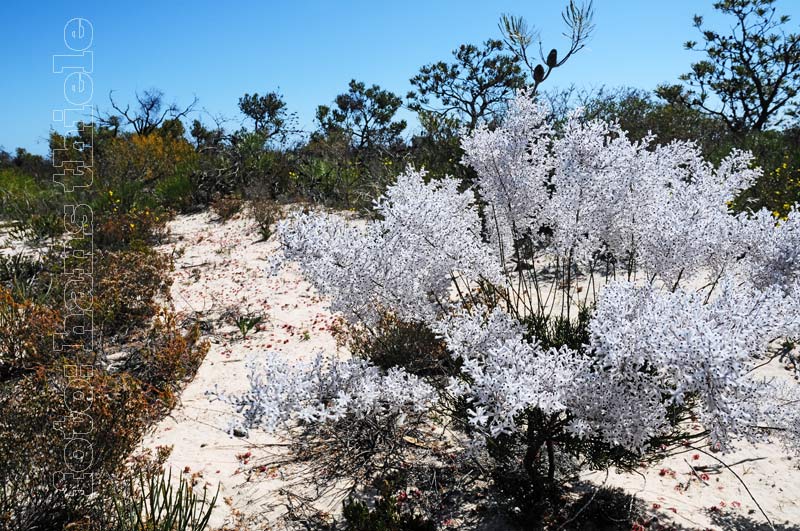 Wildblumenbluete in den Heiden Westaustraliens