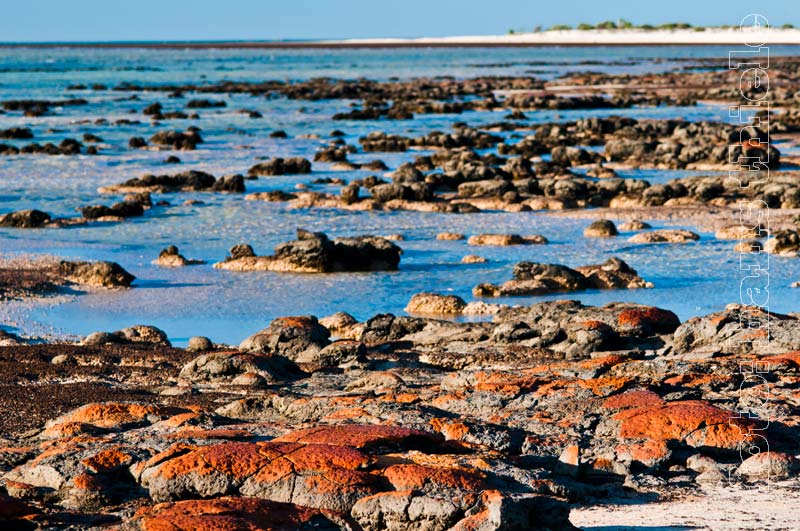 Alte, z.T. trocken gefallene Stromatolithen am Hamelin Pool