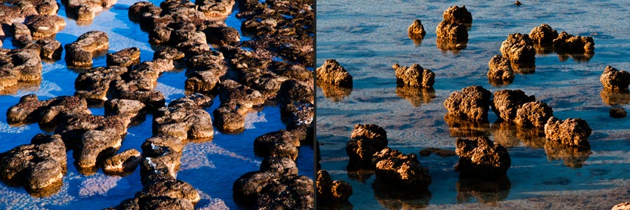 Stromatolithen bei Flut, ihre Form ist abhängig von den Strömungen