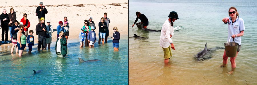 Fütterung der Delfine in Monkey Mia an der Shark Bay