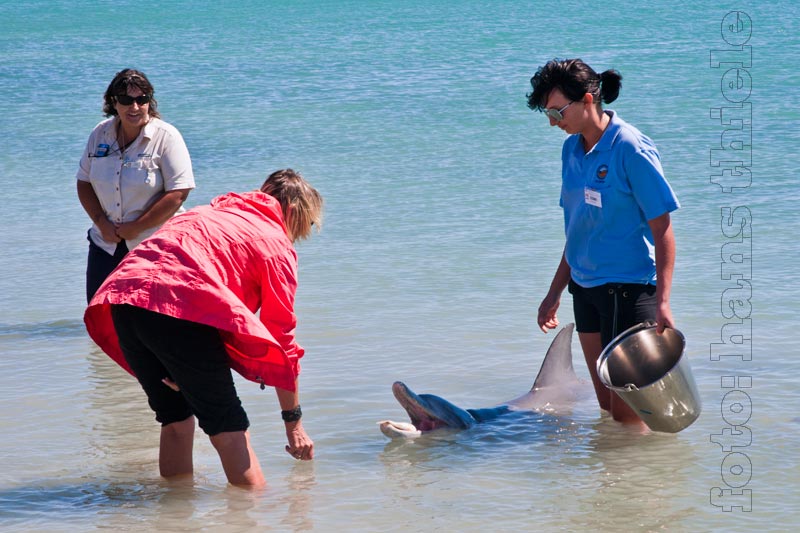 Monkey Mia an der Shark Bay, Delfin-Fütterung