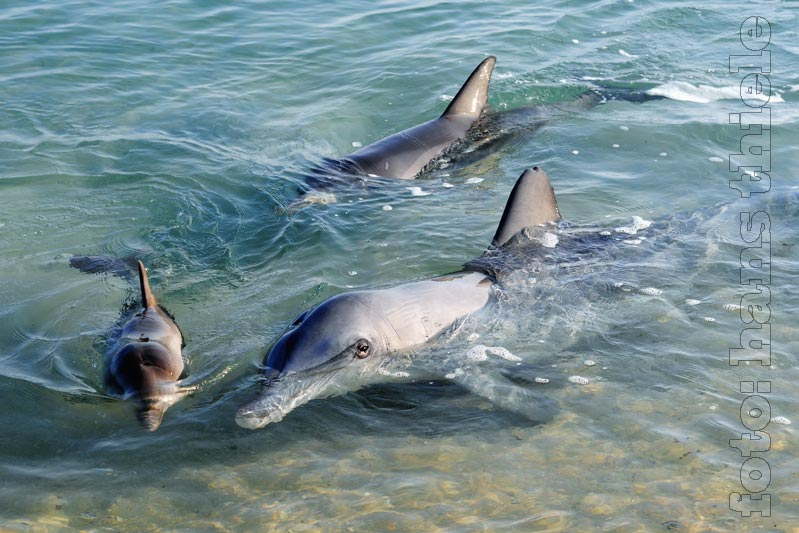 Delfine in Monkey Mia, Shark Bay (Bottle-nose Dolphin