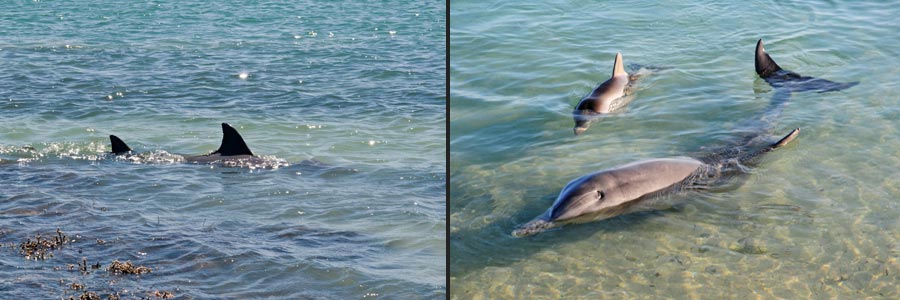 Delfine in Monkey Mia, Shark Bay
