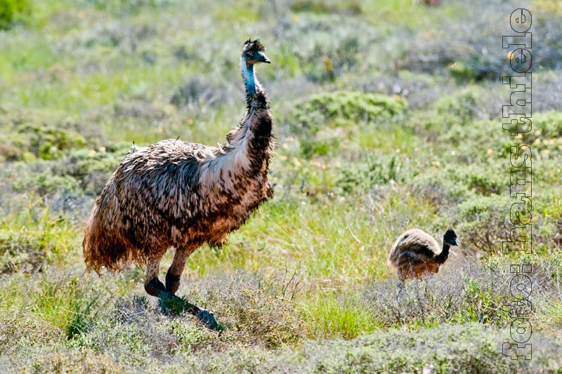 Emu-Männchen führt seine Jungen