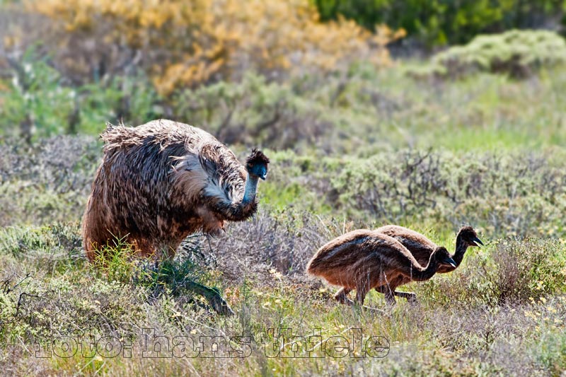 Emu mit seinen Jungen