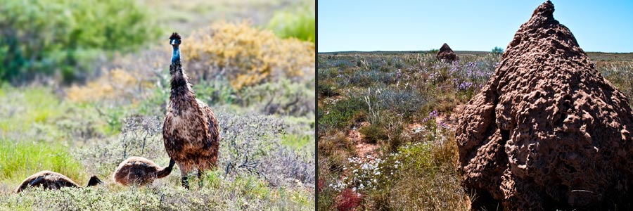 Emu-Männchen bei der Nahrungssuche in der Heide zwischen Carnarvon und Exmouth