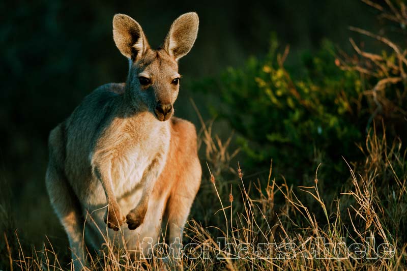 Bergkänguru oder Euro - eine besondere Känguru-Art - im Abendlicht