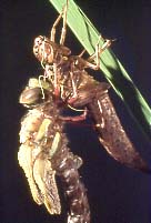 Libelle bei der Metamorphose