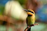 Fogg Dam: Bienenfresser - Bee-eater (Merops ornatus)
