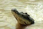 Jumping Crocodile auf dem Adelaide River