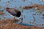 Stachelhalsibis ( Straw-necked Ibis = Threskiornis spinicollis)  im Mamukala wetland