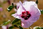 Sturt`s Desert Rose, ein Malvengewächs
