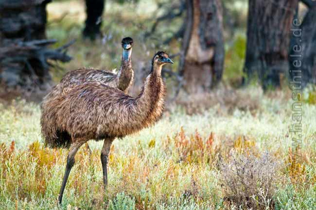 Emu in der Chowilla Regional Reserve