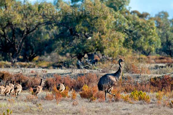 Emu mit Jungen