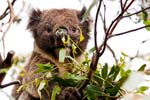 Koala Eukalyptus-Blätter fressend