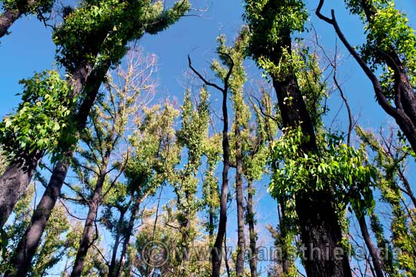 Yarra Range: Eukalyptus-Bäume nach einem verheerendem Feuer