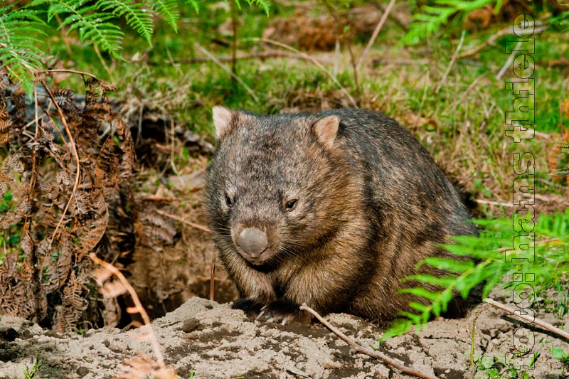Newnes: Wombat am Eingang seines Baues