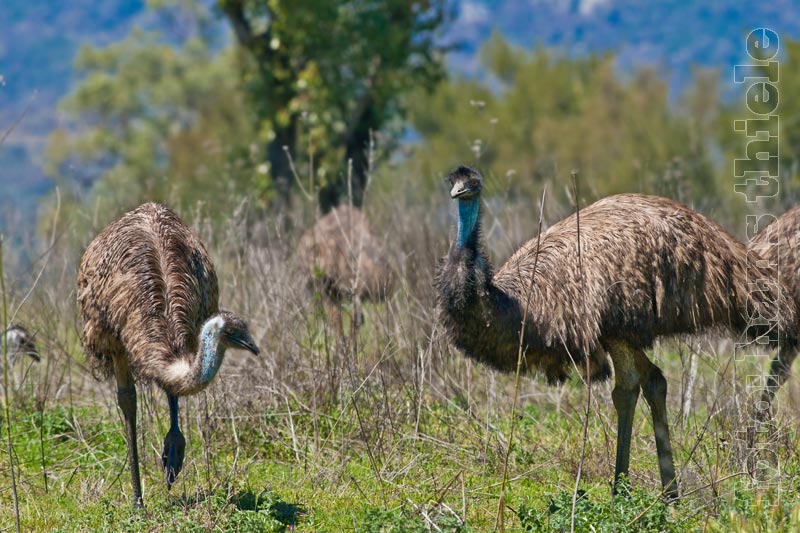 Emus bei der Futtersuche im Warrumbungle NP