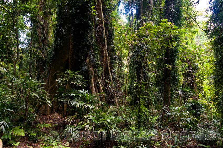 Regenwald im Dorrigo Nationalpark