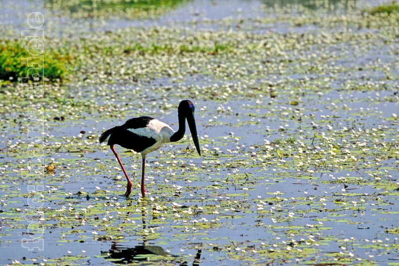 Kakadu NP: Yellow Water: Riesenstorch (Black-necked Stork =Ephippiorhynchus asiaticus)