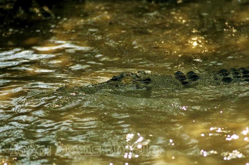 Yellow Waters: Leistenkrokodil (Saltwater Crocodile), leicht zu übersehen