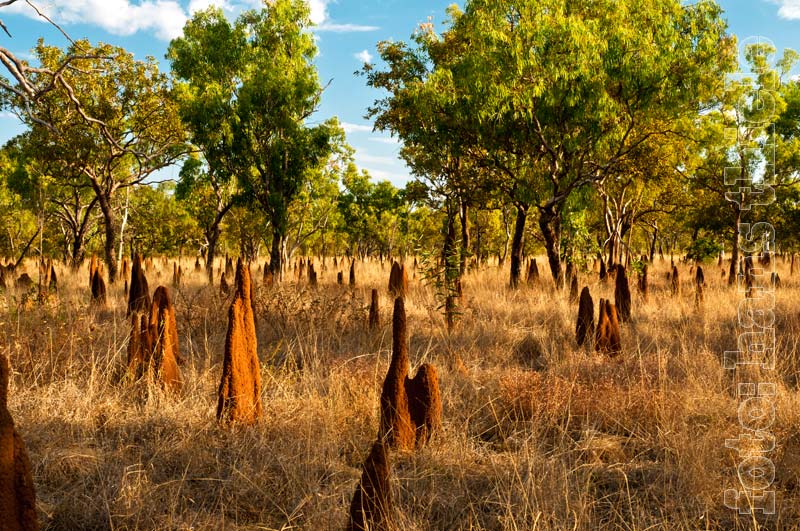 Termiten-Hügel bestimmen die Savannen-Landschaft des tropischen <br />
Australiens