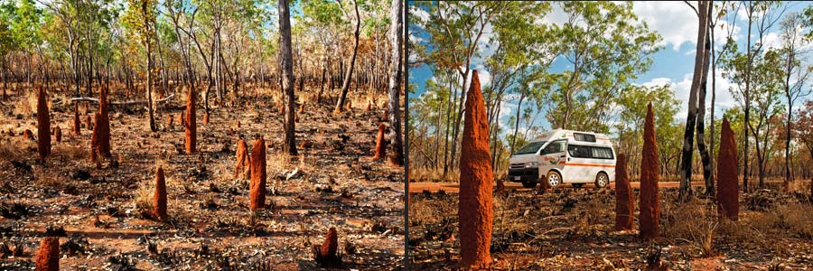 Termitenhügel im offenen Wald des tropischen Australiens