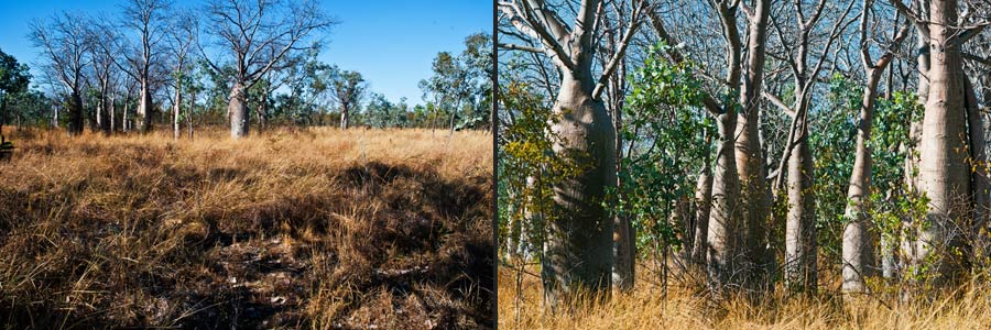 Australische Baobabs (BoabTrees) am Victoria HWY