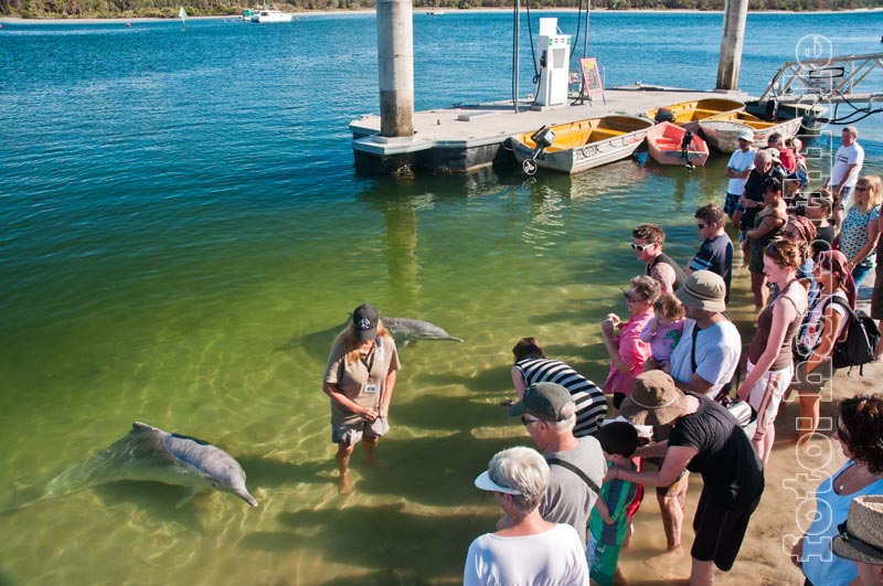 Delphin-Fütterung in Tin Can Bay
