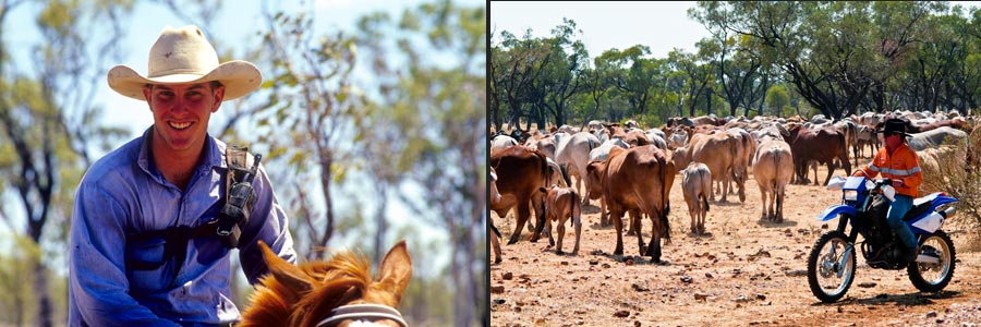 Rindertreiben im Outback, einst und heute