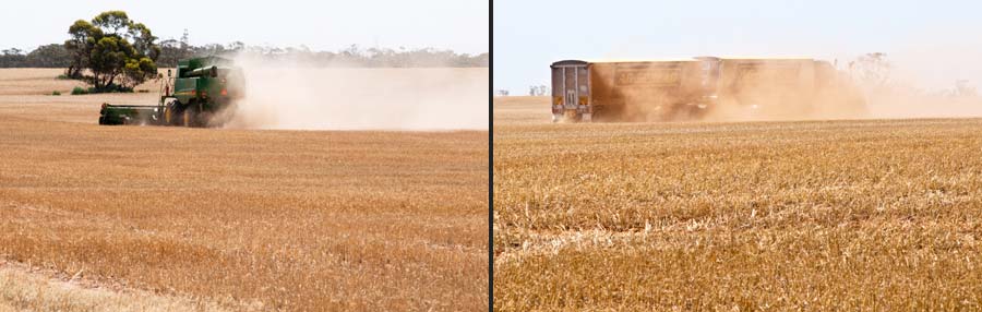 Getreide-Ernte mit riesigen Maschinen
