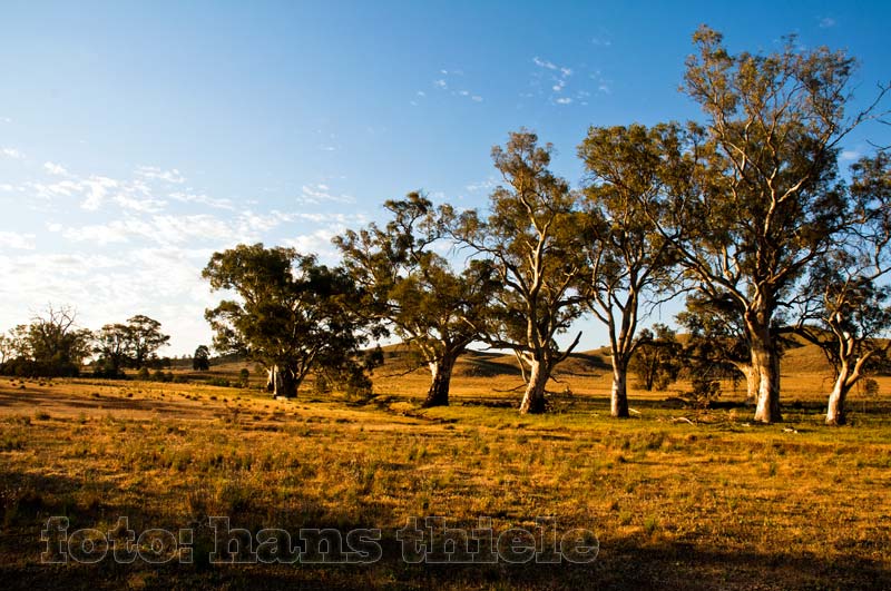 Flusseukalyptus (River Red Gum = Eucalyptus camaldulensis) im Flindern Ranges NP