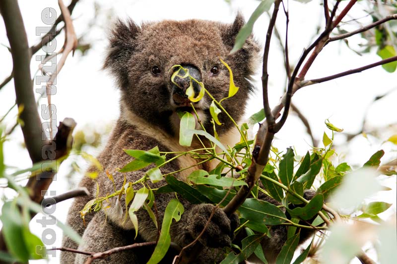Eukalyptus-Blätter fressender Koala