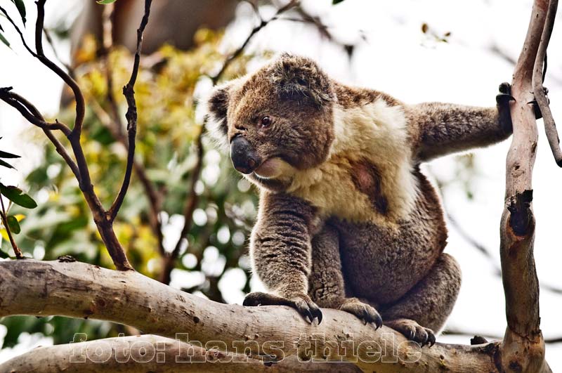 Koala: Imponier-Verhalten