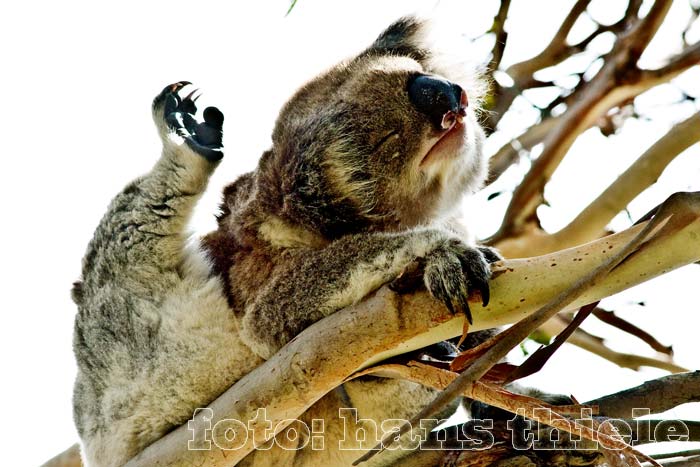 Koala bei der Fellpflege